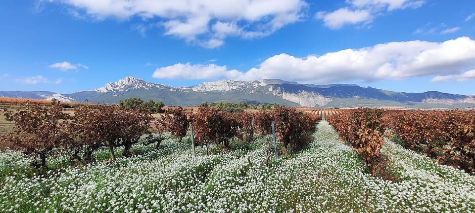 Ruta del Vino de Rioja Alavesa